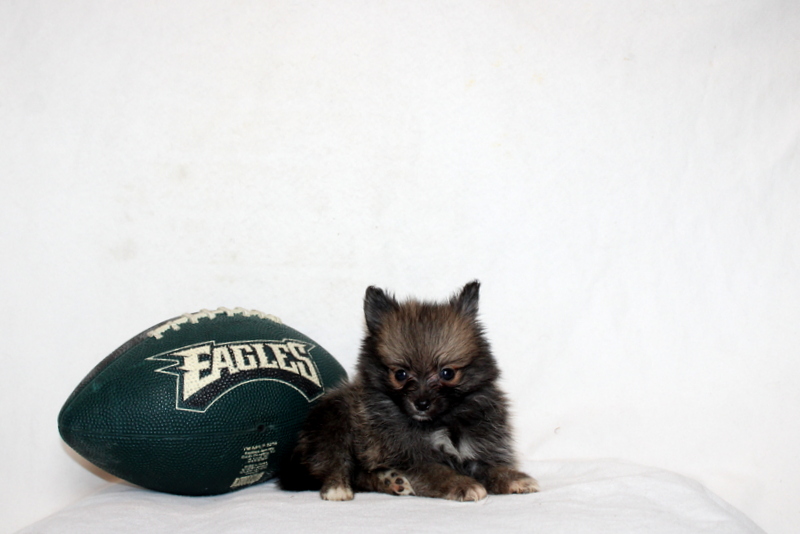 puppy, for, sale, Pomeranian, Matthew B. Stoltzfus, dog, breeder, Gap, PA, dog-breeder, puppy-for-sale, forsale, nearby, find, puppyfind, locator, puppylocator, aca